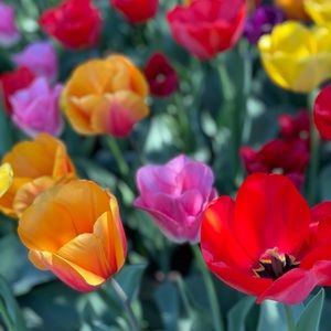 Meet your Posher, Karlee